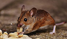 24 Hour & Emergency Exterminators in Weth, CT